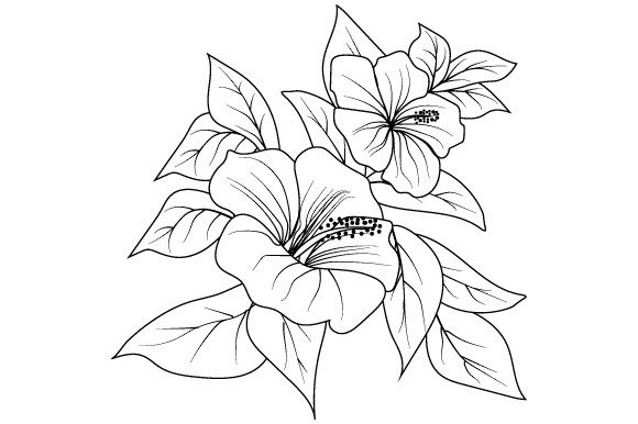 Black White Flower Illustration