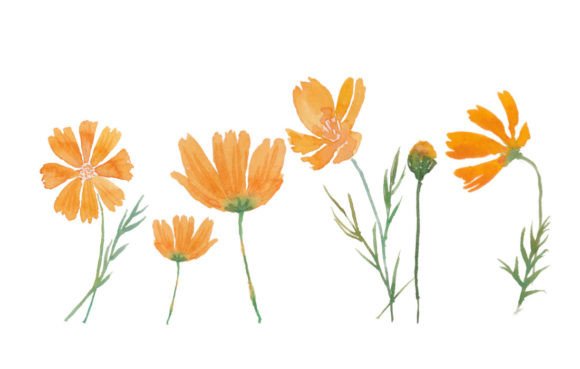 Watercolor Cosmos Flower Yellow Color Graphics