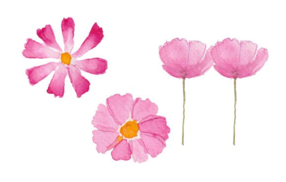 Watercolor Painting Pink Cosmos Flower Graphics